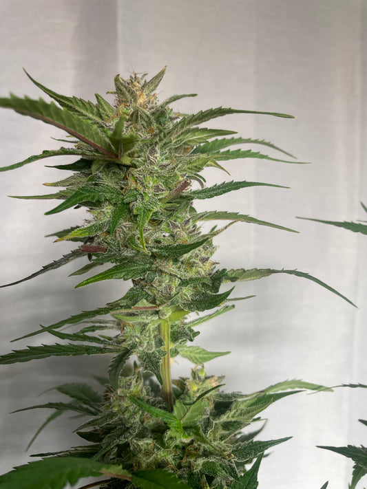 AK-47 Feminized Autoflower