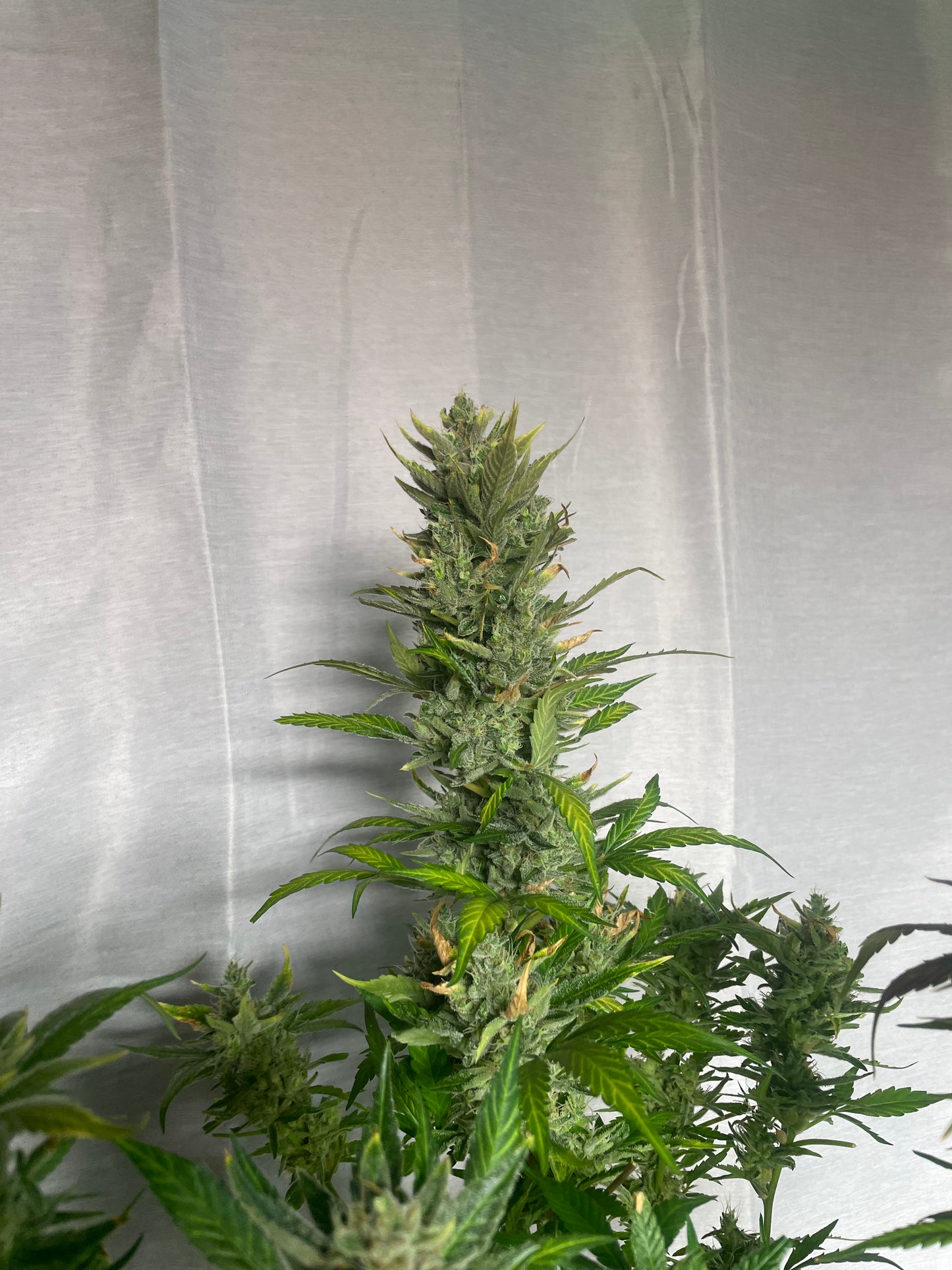 Clementine  Feminized Autoflower Seeds