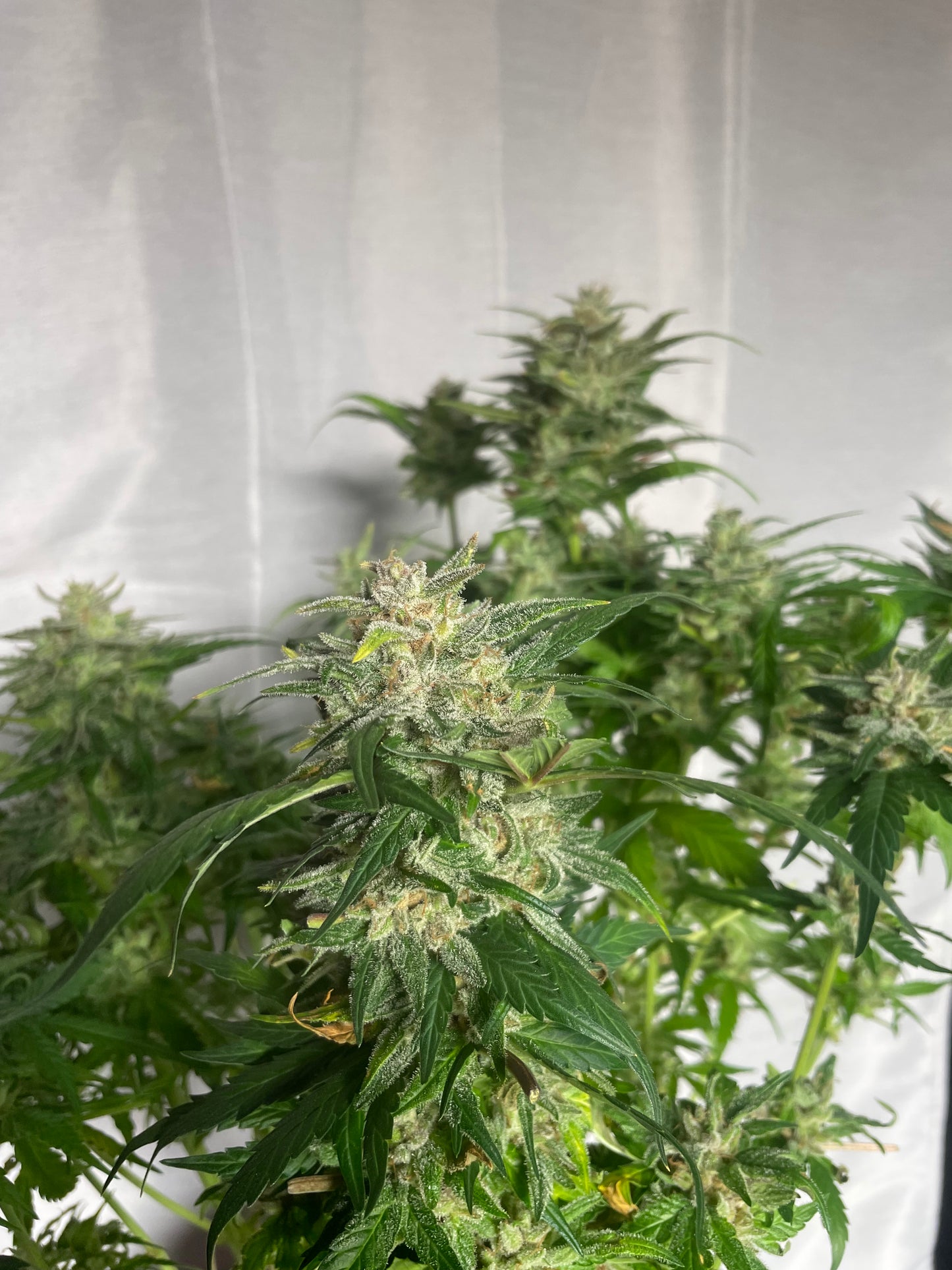 Purple Clementine Femenized Autoflower Seeds