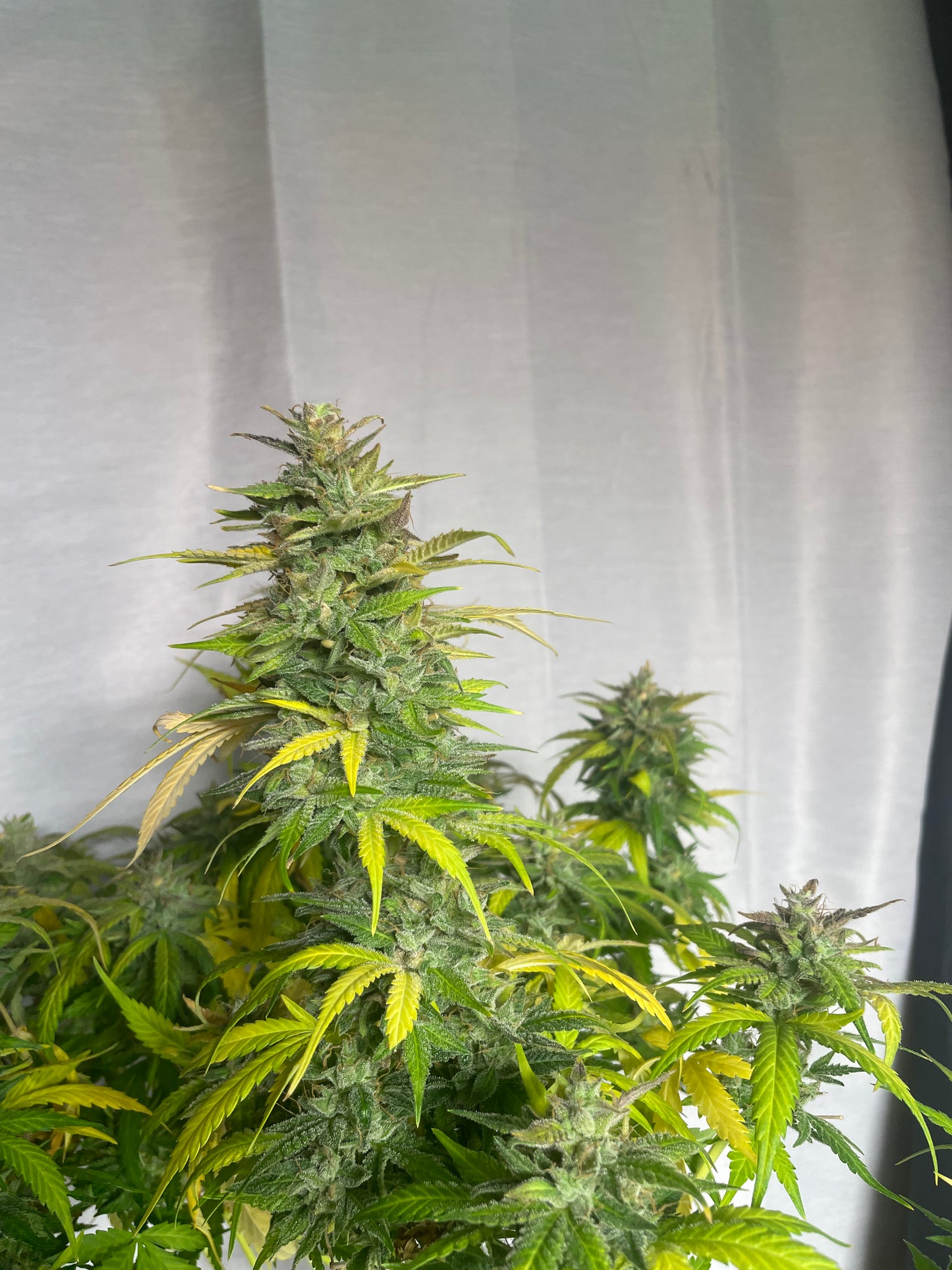 Cake 47 Auto