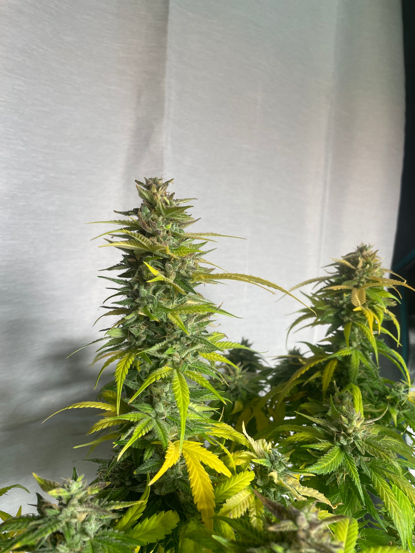 Cake 47 Auto