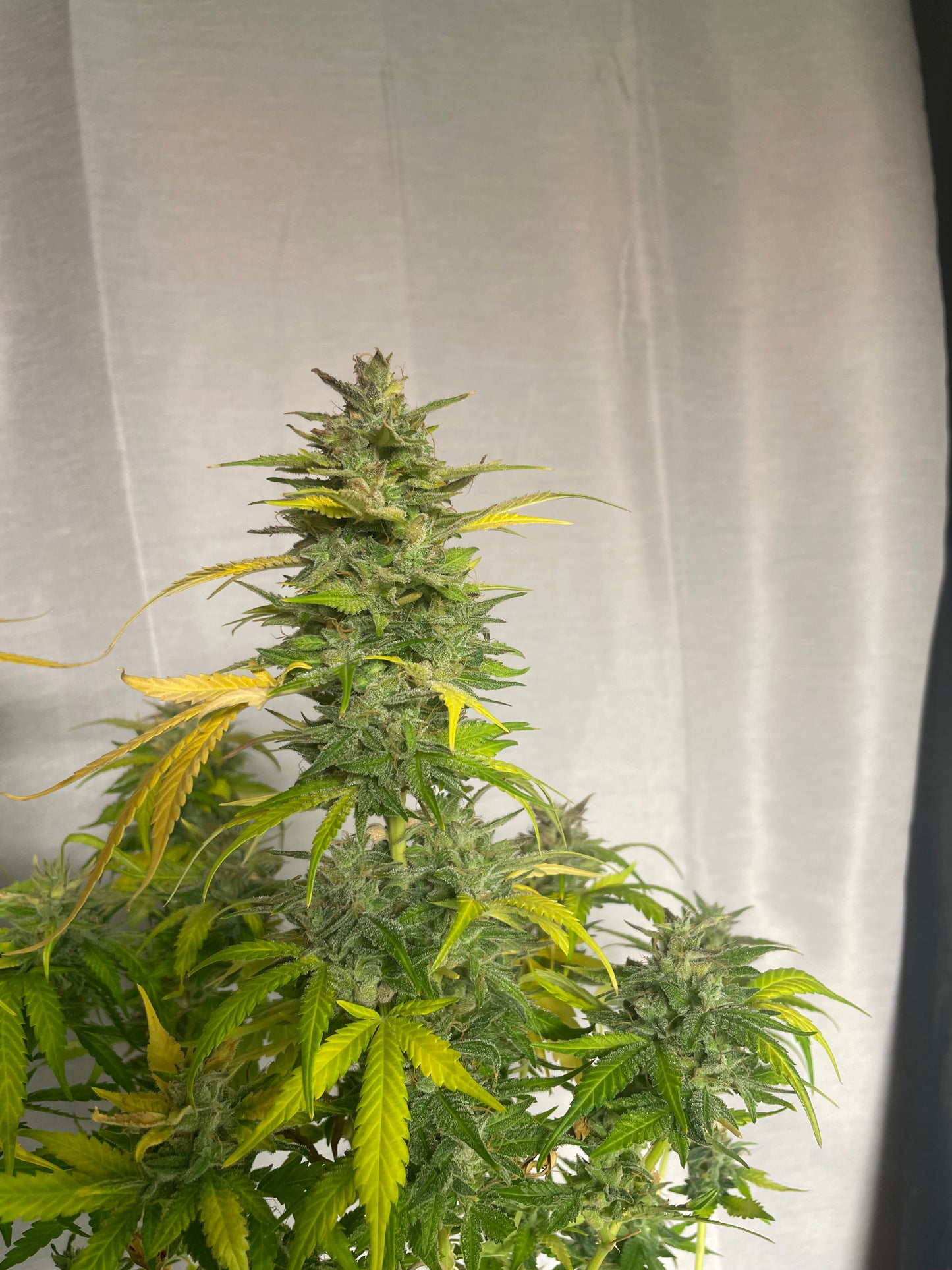 Cake 47 Auto