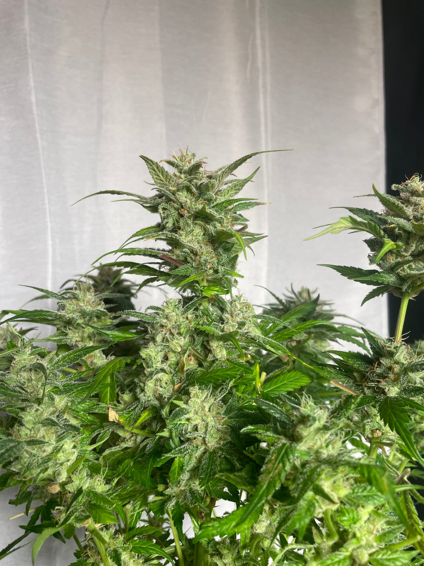 Purple Clementine Femenized Autoflower Seeds