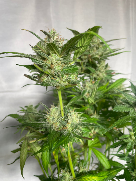 Purple Clementine Femenized Autoflower Seeds