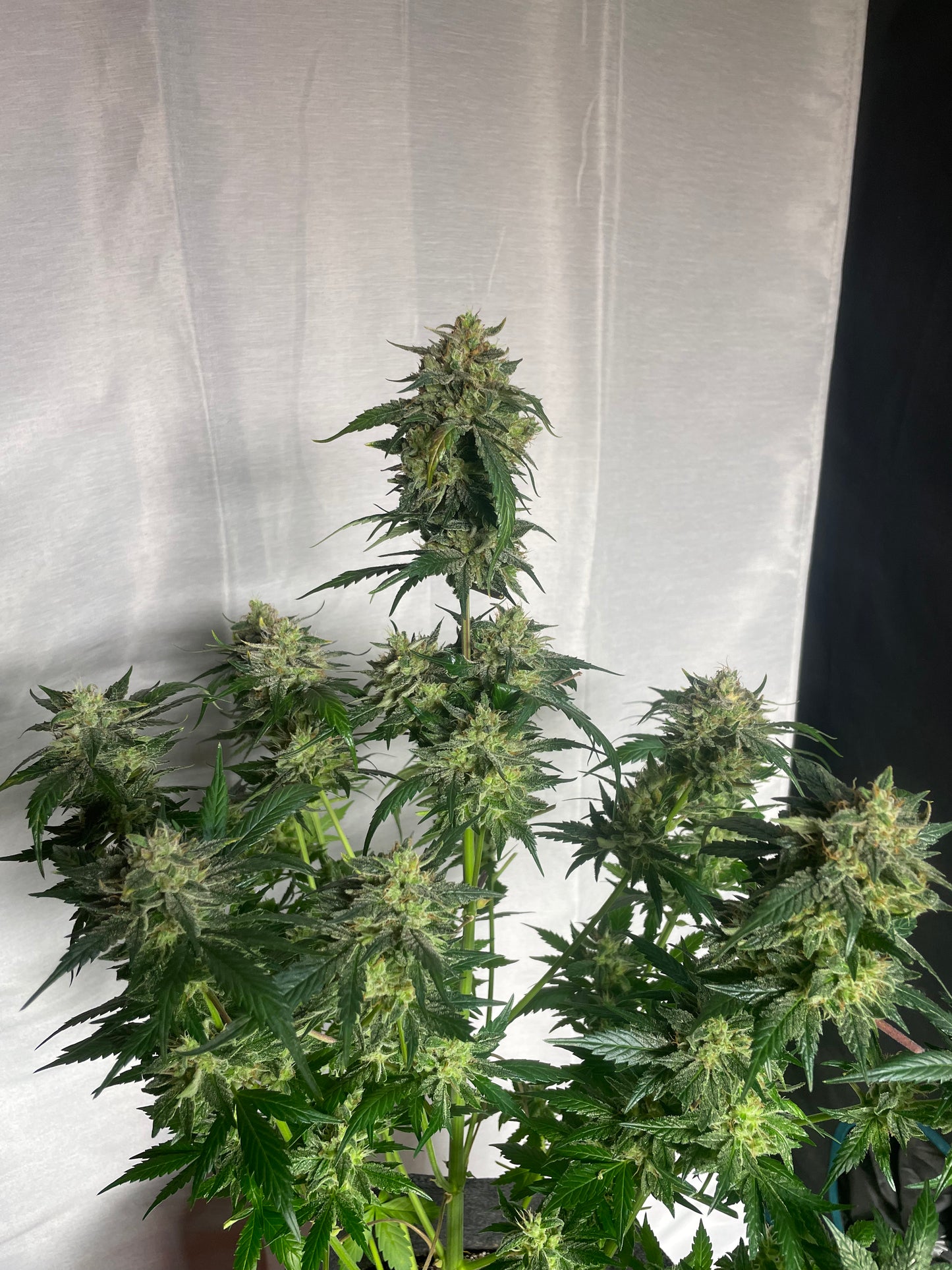 Pasco Nav Feminized Autoflower Seeds