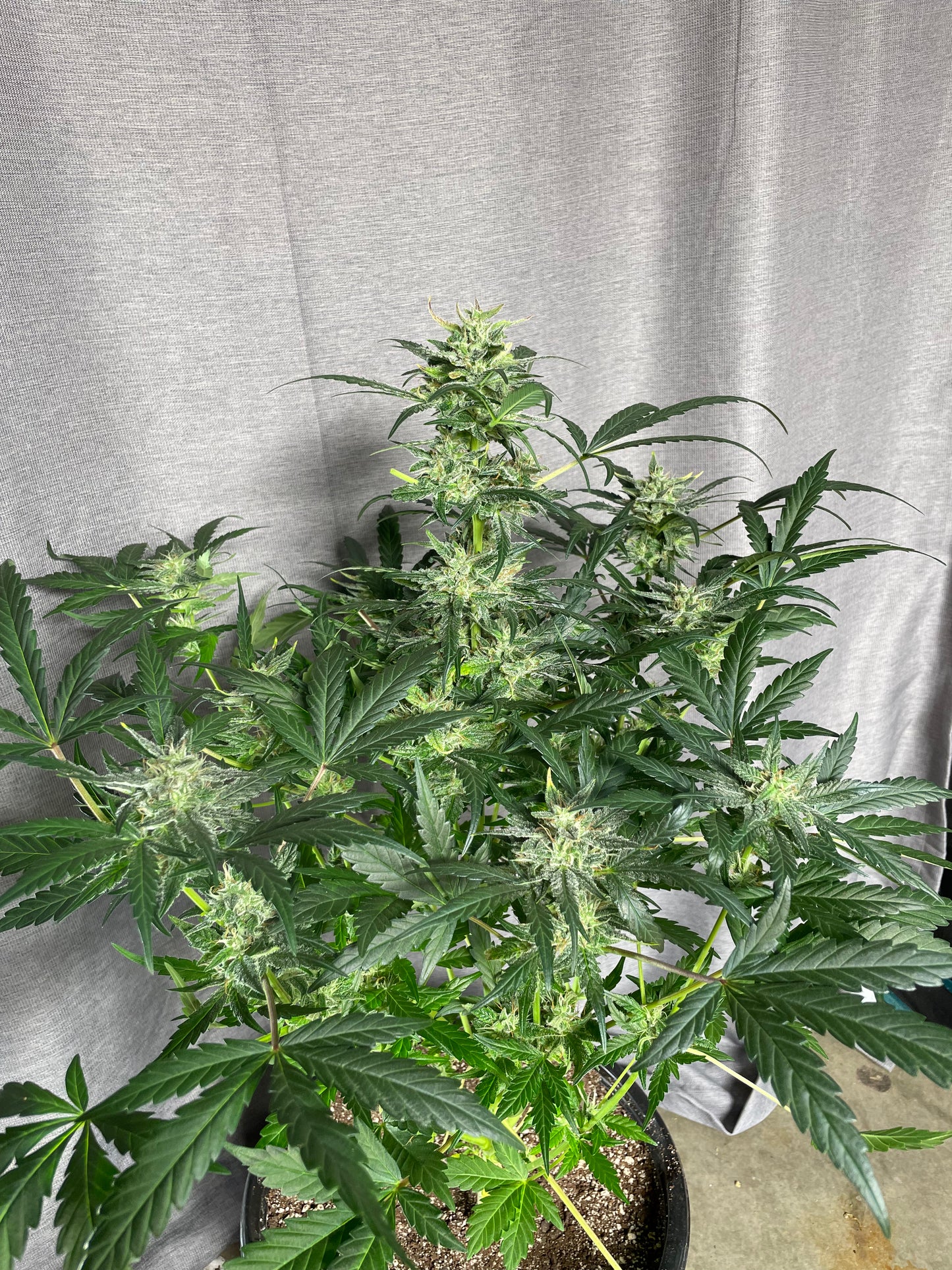 Tiger #7 Ethos BananaDaddy  x Clementine Feminized Autoflower