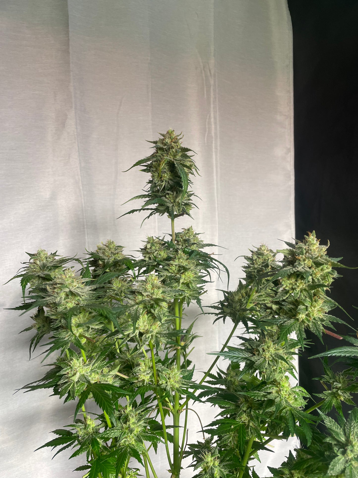 Pasco Nav Feminized Autoflower Seeds