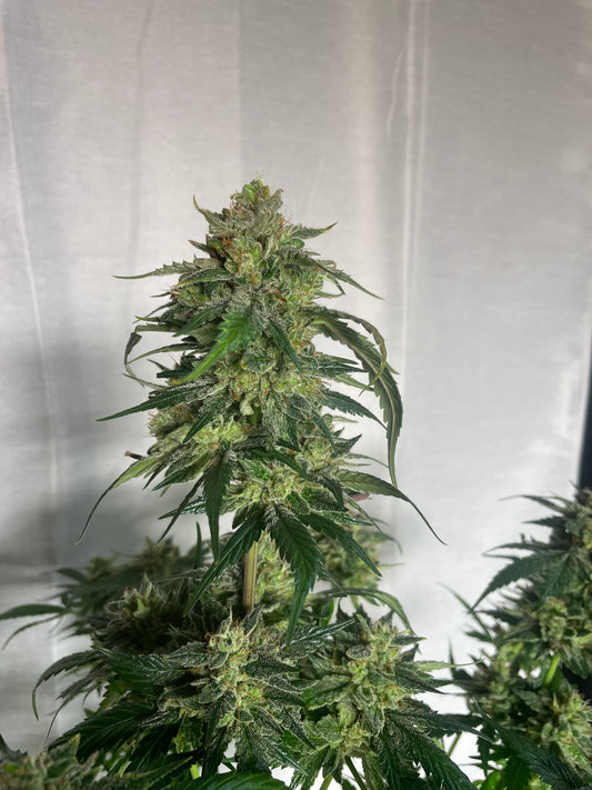 Pasco Nav Feminized Autoflower Seeds